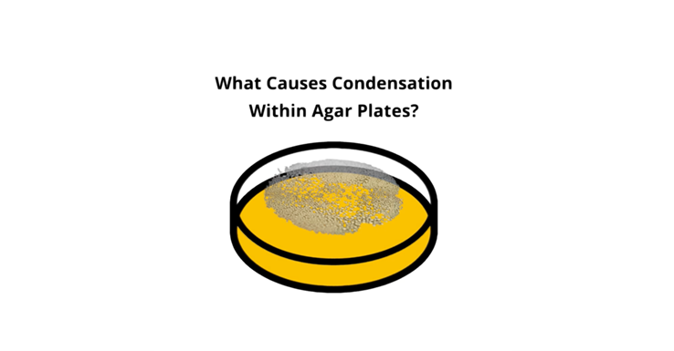 What Causes Condensation in Agar Plates?